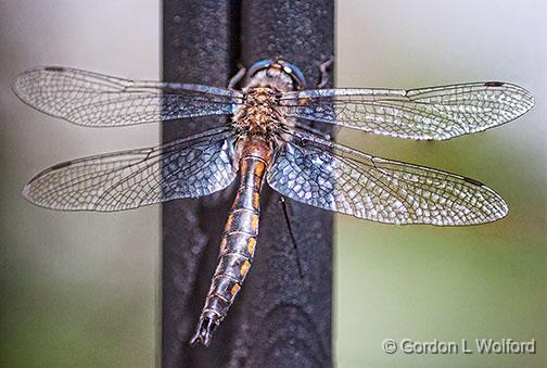 Dragonfly_26906-10.jpg - Photographed at Smiths Falls, Ontario, Canada.